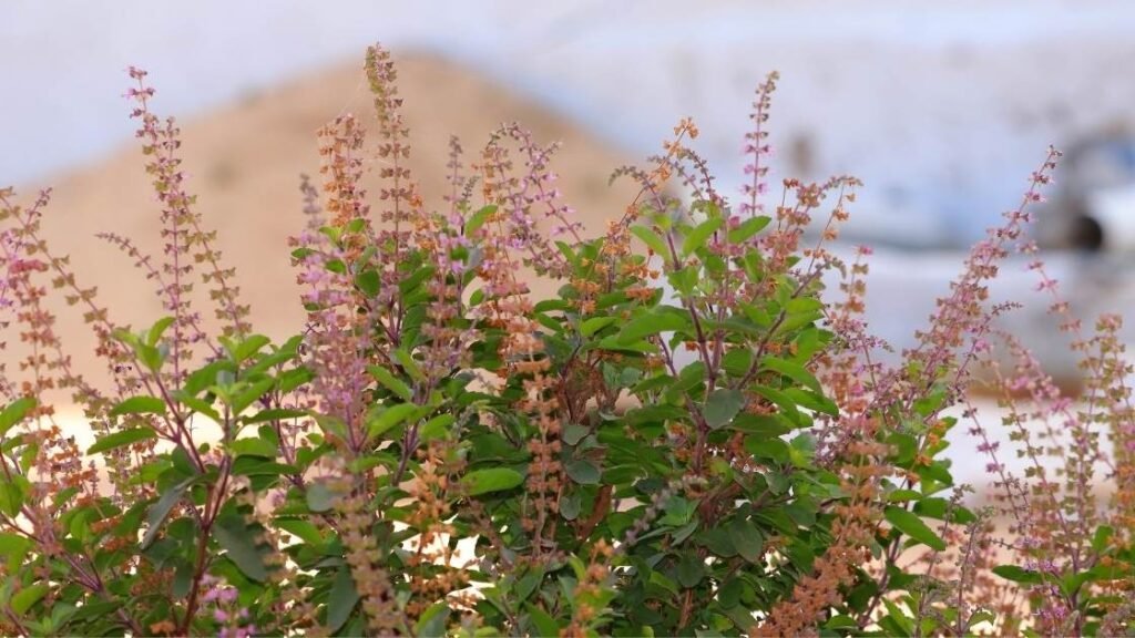 How To Take Care Of Tulsi Plant